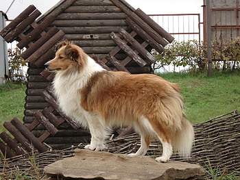 Animals, Fluffy, Dog, Beautiful, Sheltie, Shelties HD wallpaper