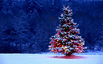 Country Christmas, White, Winter, Christmas, Tree, Snow HD wallpaper