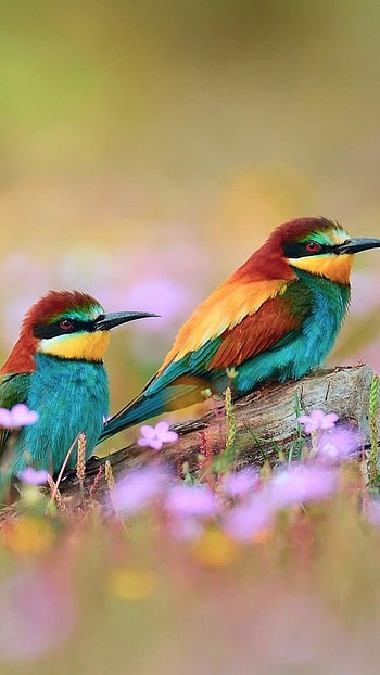 Love Birds, Nature, Birds HD phone wallpaper