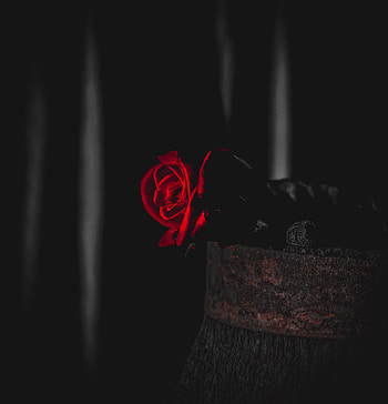 Flowers, Flower, Rose Flower, Rose, Contrast HD phone wallpaper