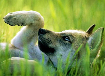 Little Alpha, white, black, blue eyes, cub, grass, wolf, playful, brown, young HD wallpaper