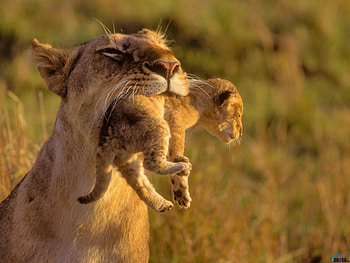 Lion cub in the jaws of a mother, mother, jaws, lion, cub HD wallpaper