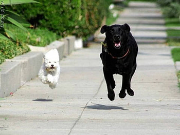 Let race, dog, 15, , 2011, 10 HD wallpaper