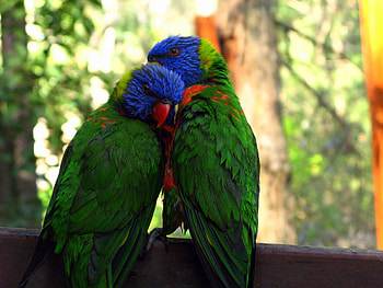 Animals, Birds, Parrots, Couple, Pair, Tenderness HD wallpaper
