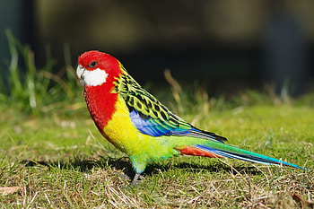 Animals, Grass, Parrots, Bird, Color HD wallpaper