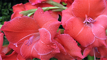 gladiolus, dew, petals, flower HD wallpaper