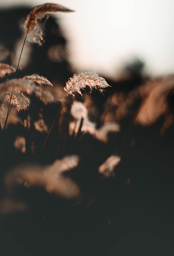 Nature, Grass, Blur, Smooth, Focus, Fluff, Fuzz, Ear HD phone wallpaper