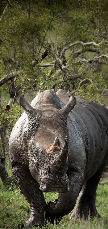 Rhino animal, Powerful rhino depiction, Majestic wildlife , Rhino in natural habitat HD phone wallpaper