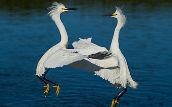 Animals, Water, Rivers, Heron, Couple, Pair HD wallpaper