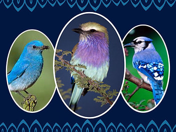 Three Little Birds, Three, Little, Birds, Blue HD wallpaper