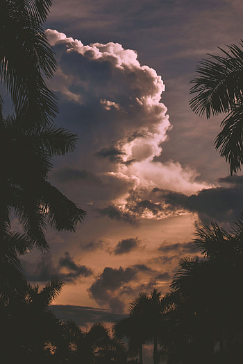 Nature, Trees, Sunset, Clouds, Palms, Branches HD phone wallpaper