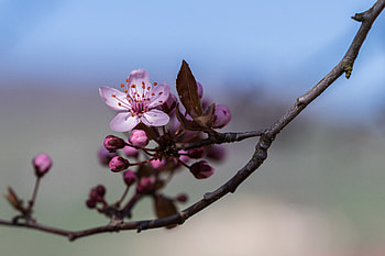 Flowers, Pink, Flower, Bloom, Flowering, Branch HD wallpaper