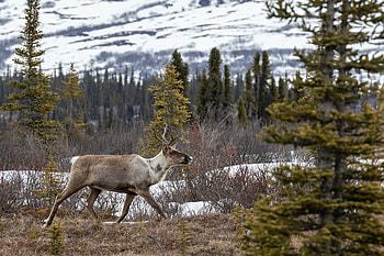 Animals, Trees, Bush, Forest, Wildlife, Elk HD wallpaper