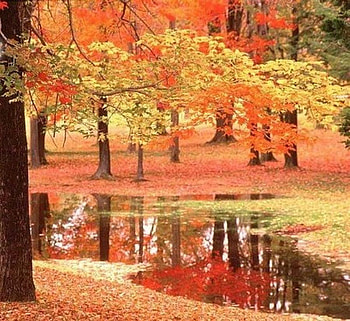 Autumn forest, season, autumn, colours, forest, tree HD wallpaper