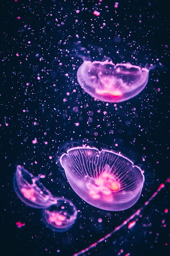 Ethereal jellyfish floating gracefully in a dark ocean with glowing purple hues. HD phone wallpaper