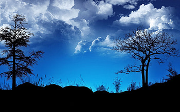 Nature, Trees, Sky, Night, Clouds, Outlines HD wallpaper