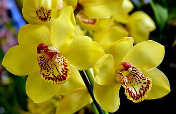 Flowers, Flower, Bright, Orchid HD wallpaper