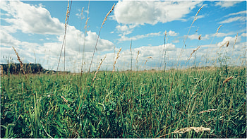 Sky, Clouds, Field ecosystem, Grassland prairie HD wallpaper