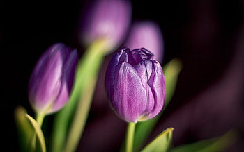Plants, Flowers, Tulips HD wallpaper