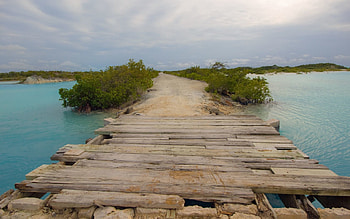 Nature, Rivers, Bush, Bridge, Crossing, Planks, Board, Track, Flooring, Decking HD wallpaper