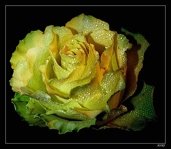 Yellow Rose, rose, art , still life, yellow, beautiful HD wallpaper
