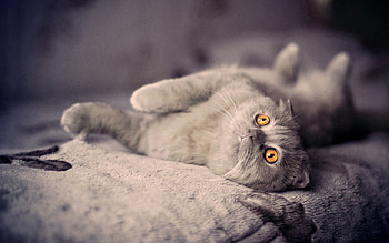 Animals, Cat, Kitty, Kitten, To Lie Down, Lie, Playful HD wallpaper
