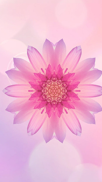 Pink Flower, Beautiful HD phone wallpaper