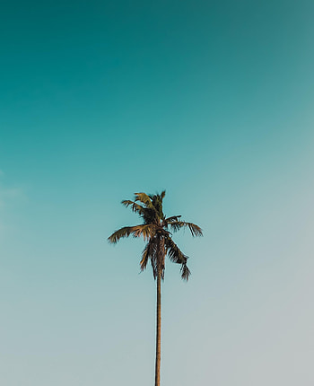 Nature, Sky, Wood, Tree, Palm, Branches HD phone wallpaper