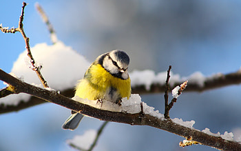 Titmouse , , Bird, Nature HD wallpaper