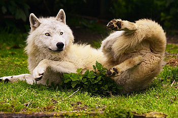 Happy wolf, winter, dog, canis lupus, lone wolf, wolf, howling, snow, the pack, mythical, white, timber, wolves, grey, lobo, grey wolf, nature, canine, friendship, arctic, solitude, black, wolf pack, insnow, , wild animal black, wolfrunning, abstract, pack, majestic, howl, beautiful, spirit, wolf HD wallpaper