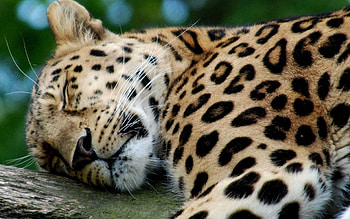 Animals, Leopard, Predator, Big Cat, Sleep, Dream HD wallpaper