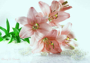 Pearls and petals, pink, green, pearls, flowers, spring HD wallpaper