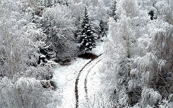 Landscape, Winter, Trees HD wallpaper
