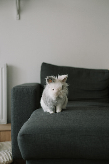 Animals, Fluffy, Pet, Grey, Animal, Rabbit HD phone wallpaper