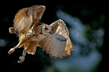 Flying Eagle, cool, flying, eagle HD wallpaper