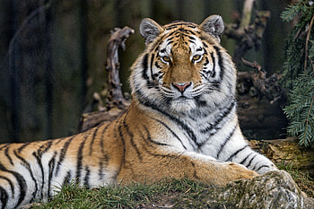Animals, Predator, Big Cat, Sight, Opinion, Tiger HD wallpaper