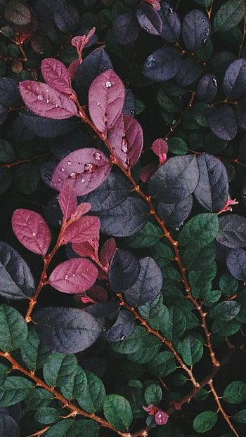 Aesthetic, Leaf, Plants HD phone wallpaper