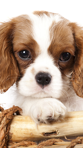 puppy, dog, Animal HD phone wallpaper