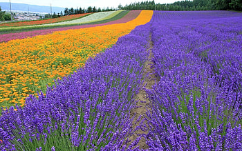 Lavender, Nature, Flowers, Trees, Field, Rows, Ranks HD wallpaper