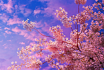 Cherry Blossom Tree , blossom, cherry, tree, nature HD wallpaper