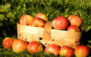 apples, foods, fun, entertainment, yummy, fruits HD wallpaper