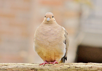 Dove On A Cedar Rail, Bird, Cedar Rail, graphy, Morning Dove HD wallpaper