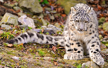 White Leopard, nose, daylight, fur, day, animals, mouth, landscape, eyes, cat, grass, tail, spots, rock, leopard, whiskers, field, nature HD wallpaper