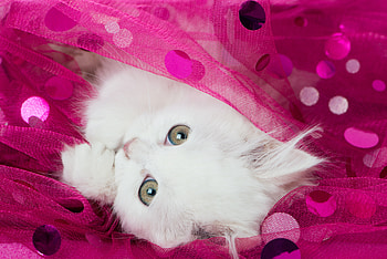 ღ❤ღ, animal, kitten, cute, cat HD wallpaper