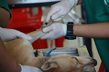 Close-up of a veterinarian injecting a dog with care in a clinic setting. HD wallpaper