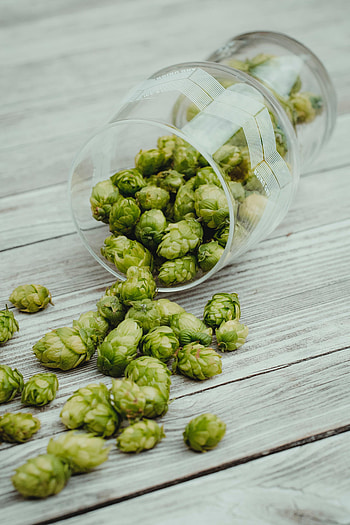 Plant, Miscellanea, Miscellaneous, Surface, Wineglass, Goblet, Hop HD phone wallpaper