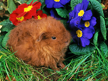 Red rabbit, flower, baby, garden, grass, rodent, rabbit HD wallpaper