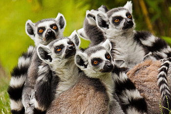Ring Tailed Lemur, Animal, Lemur, Monkeys HD wallpaper