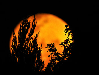 Happy Halloween, full moon, shellandshilo, night sky, night graphy, orange moon, creepy, creepy cool, Halloween, huge moon, creepy moon HD wallpaper