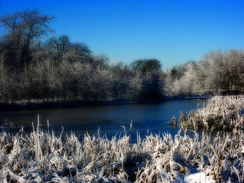 SPRING IS AROUND THE CORNER, frost, trees, beautiful, covering, on HD wallpaper